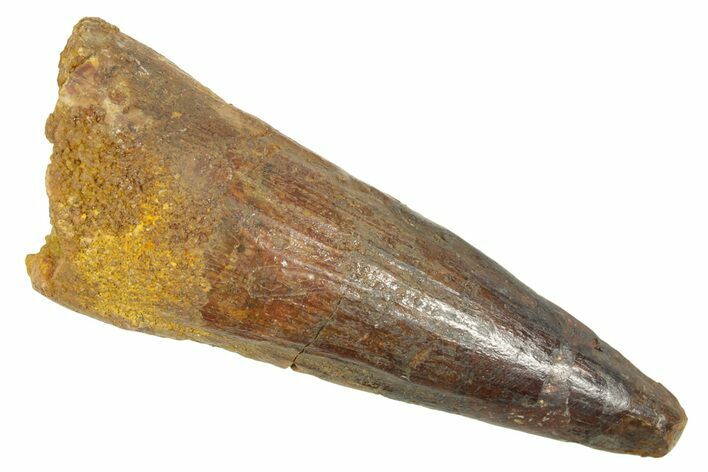 Fossil Spinosaurus Tooth - Real Dinosaur Tooth #363095